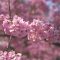 Pink Sakura Flowers Live Wallpaper