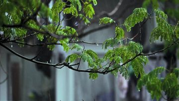 Raindrops Hitting Leaves Thumbnail