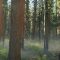 The Morning of Sequoia Live Wallpaper