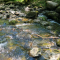 Peaceful Creek Live Wallpaper