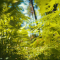 Ferns Leaves Green Foliage Close up of Beautiful Growing Ferns in the Forest with Sun Lights Forest in the Mountains Natural Background Live Wallpaper